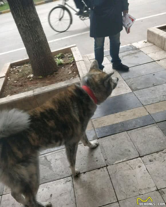 老伯捡了只土狗回家，懂行的人一看：这是上万块的品种犬