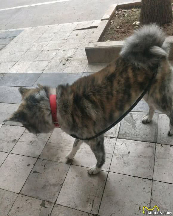 老伯捡了只土狗回家，懂行的人一看：这是上万块的品种犬