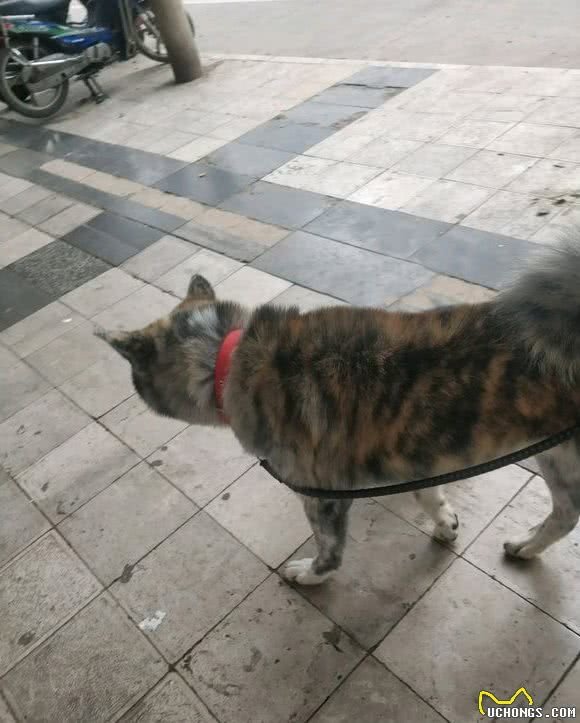 老伯捡了只土狗回家，懂行的人一看：这是上万块的品种犬