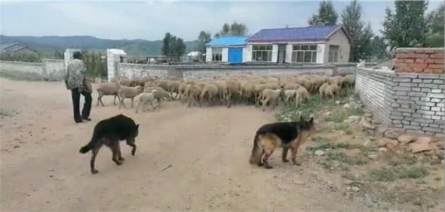 三分钟教你得到高智商牧羊犬，指挥牧羊犬放牧得心应手，放牧不累