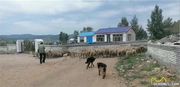 三分钟教你得到高智商牧羊犬，指挥牧羊犬放牧得心应手，放牧不累