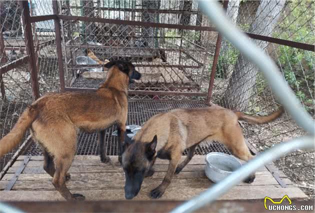 三分钟教你得到高智商牧羊犬，指挥牧羊犬放牧得心应手，放牧不累