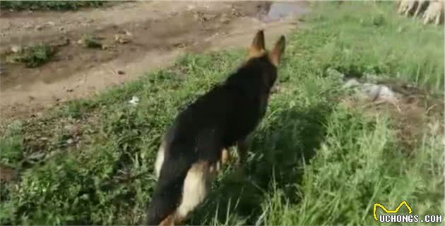 三分钟教你得到高智商牧羊犬，指挥牧羊犬放牧得心应手，放牧不累