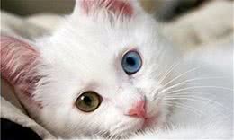 土耳其安哥拉猫吃什么猫粮好呢？