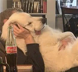 狗狗挤肛门腺的时候要注意什么