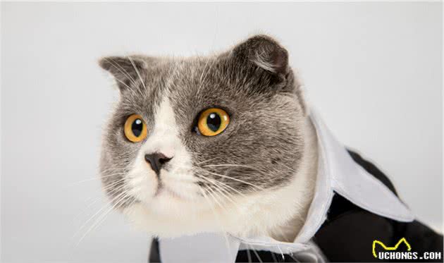 怎么清除家里的猫毛狗毛？分享我的经验