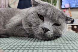 如何训练一只听话的猫，做到这些，你的猫也能一样听话