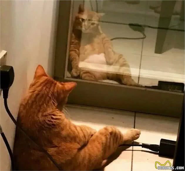 宠物照镜子是什么心情？看到最后的猫头鹰笑了！网友：打开新世界
