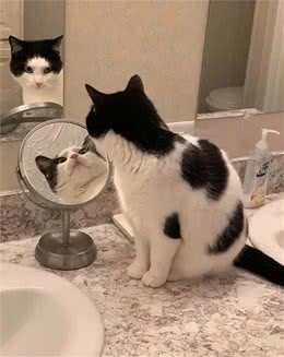 宠物照镜子是什么心情？看到最后的猫头鹰笑了！网友：打开新世界