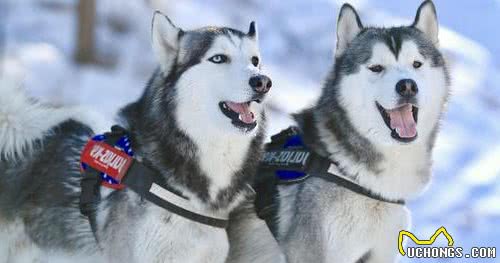 狗百科之西伯利亚雪橇犬