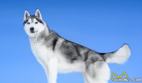 狗百科之西伯利亚雪橇犬