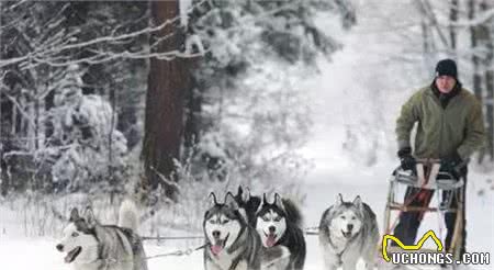 狗百科之西伯利亚雪橇犬