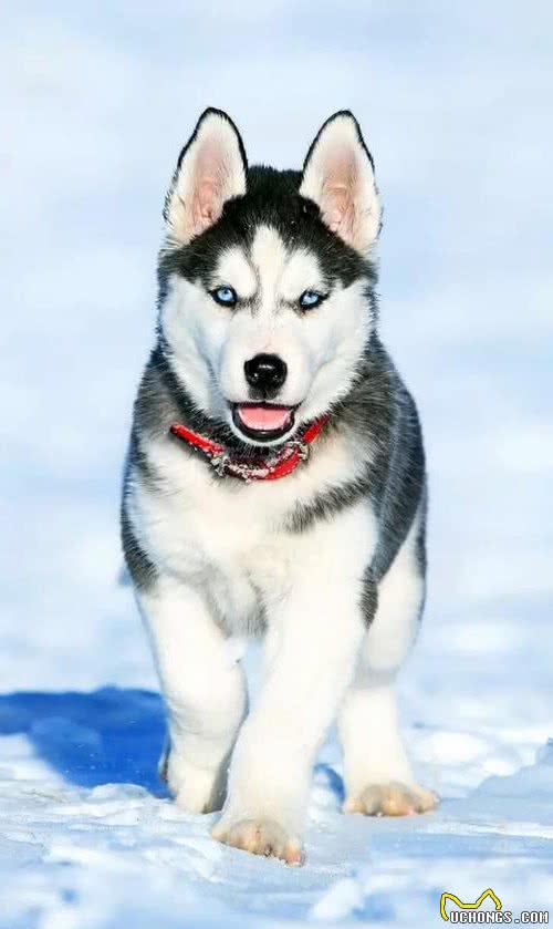 狗百科之西伯利亚雪橇犬