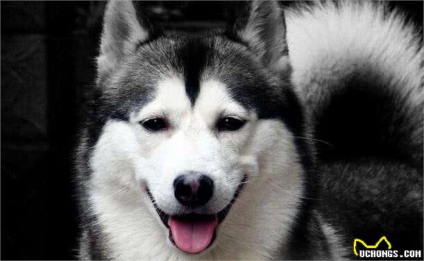 狗百科之西伯利亚雪橇犬