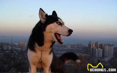狗百科之西伯利亚雪橇犬