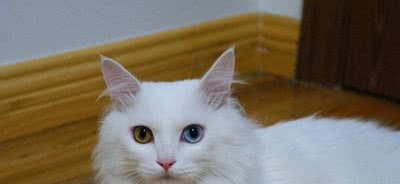 不比外来品种差，非常适合家养的六个中国特有宠物猫品种，
