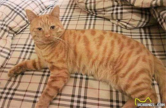 不比外来品种差，非常适合家养的六个中国特有宠物猫品种，