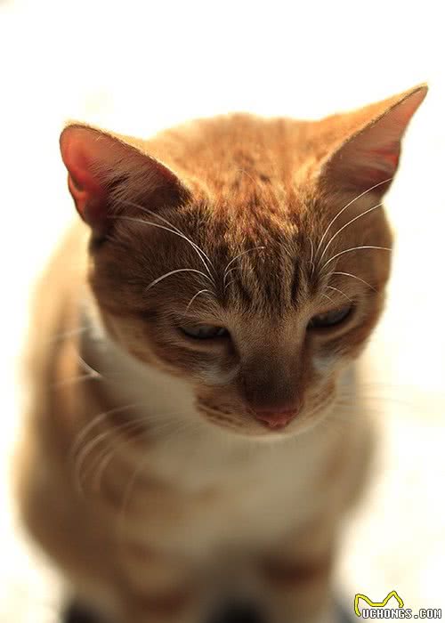 不比外来品种差，非常适合家养的六个中国特有宠物猫品种，