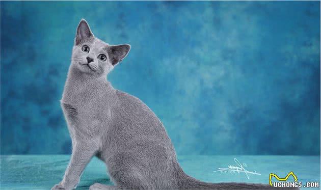 这只的英短好瘦？人家名字叫俄罗斯蓝猫