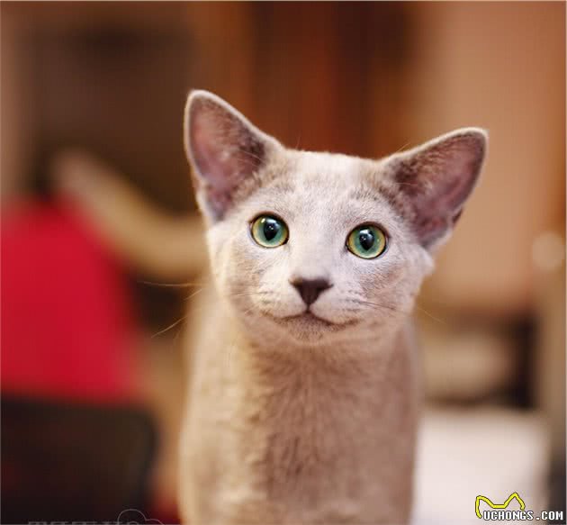 这只的英短好瘦？人家名字叫俄罗斯蓝猫