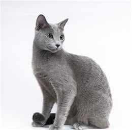 这只的英短好瘦？人家名字叫俄罗斯蓝猫