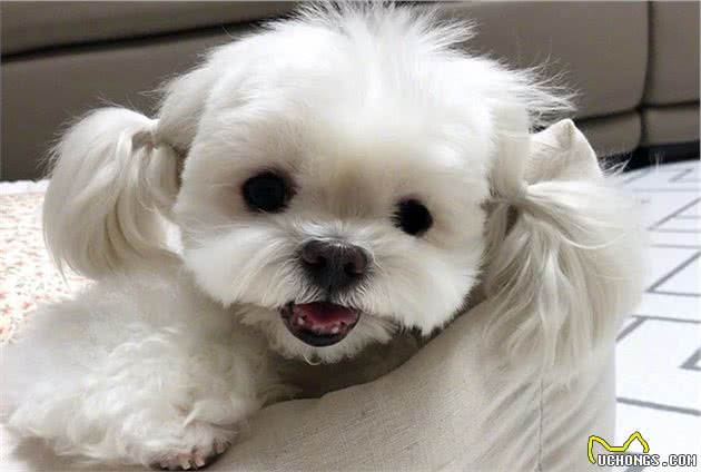 狗狗呕吐往往是不能忽视的，这可能是病前预兆