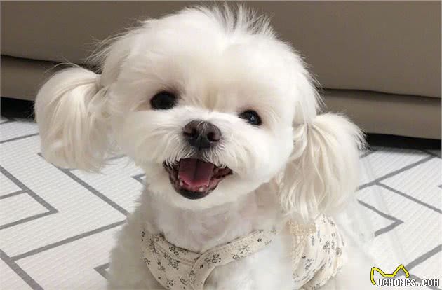 狗狗呕吐往往是不能忽视的，这可能是病前预兆