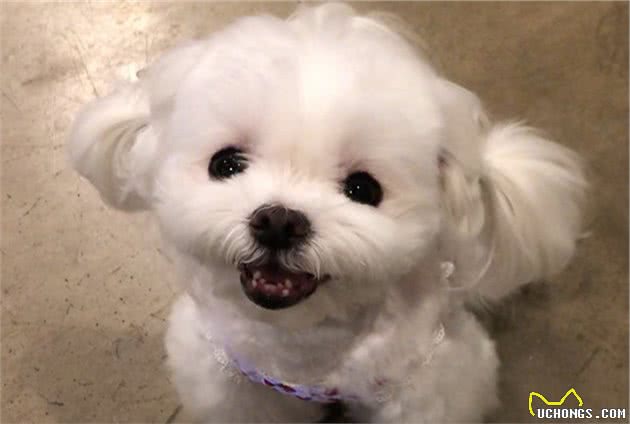 狗狗呕吐往往是不能忽视的，这可能是病前预兆