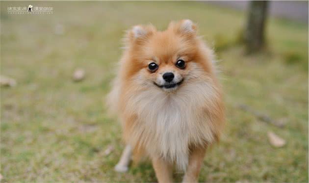 主人应该怎样给博美犬护理，精心打理呢？
