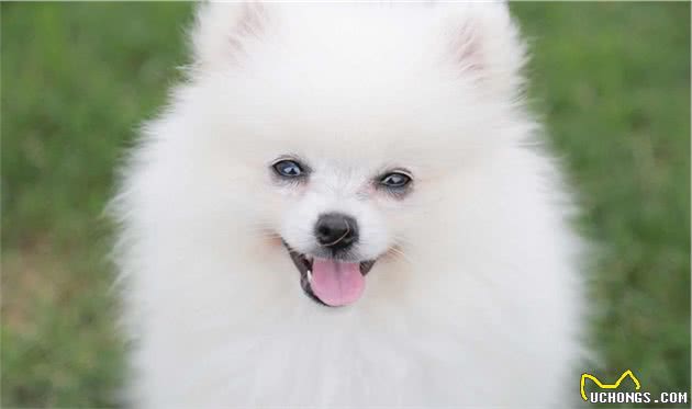 主人应该怎样给博美犬护理，精心打理呢？