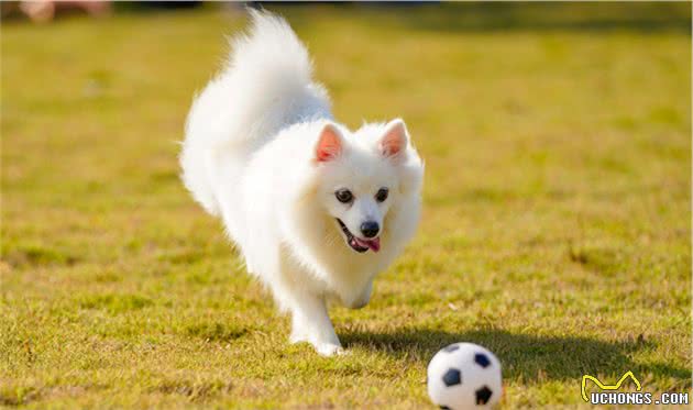 主人应该怎样给博美犬护理，精心打理呢？