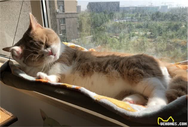 猫咪的五大生活习性，猫咪喜好晴雨表，了解猫咪的想法并不难