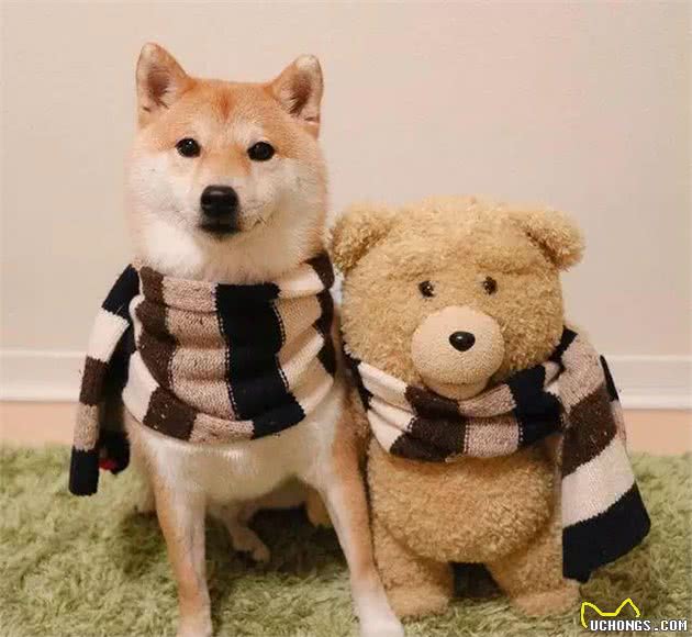 柴犬突然打喷嚏是感冒了吗？该怎么治疗？