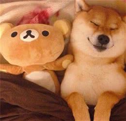 柴犬突然打喷嚏是感冒了吗？该怎么治疗？