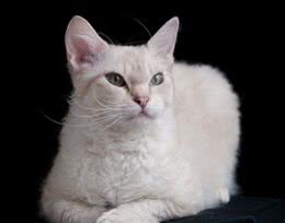 盘点史上最昂贵的猫咪萌宠！
