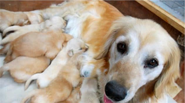 饲养幼犬须知：小狗什么时候断奶？之后又该怎么喂食？