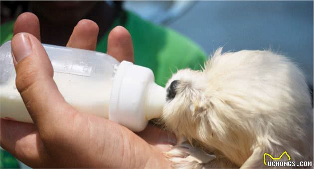 饲养幼犬须知：小狗什么时候断奶？之后又该怎么喂食？