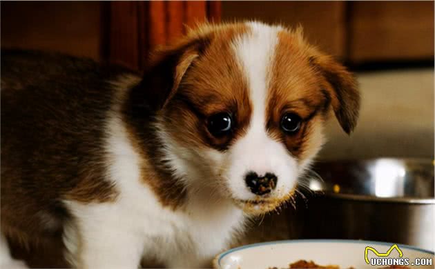 饲养幼犬须知：小狗什么时候断奶？之后又该怎么喂食？