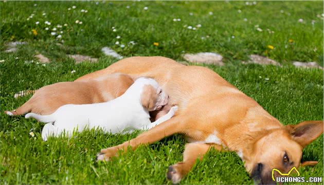 饲养幼犬须知：小狗什么时候断奶？之后又该怎么喂食？