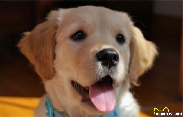 饲养幼犬须知：小狗什么时候断奶？之后又该怎么喂食？
