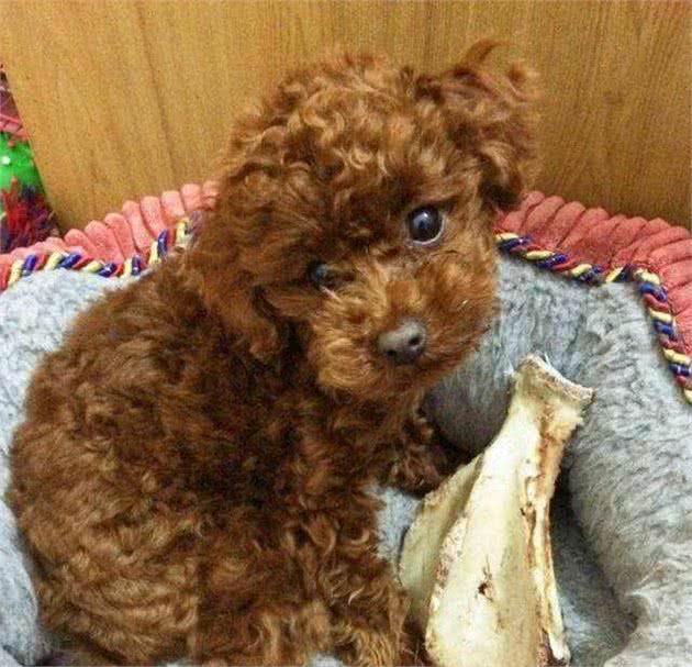 泰迪犬为什么总喜欢叼鞋咬鞋？这5点，宠主需了解！