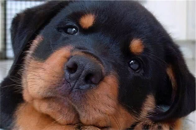 看完罗威纳犬这“六大优势”，真的想养了