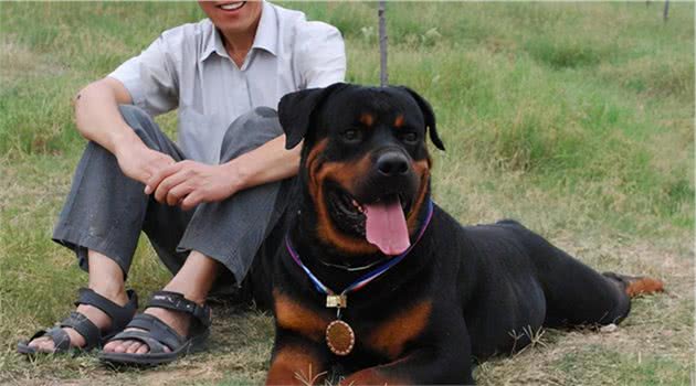 看完罗威纳犬这“六大优势”，真的想养了