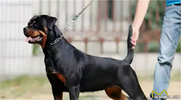 看完罗威纳犬这“六大优势”，真的想养了