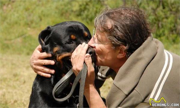 看完罗威纳犬这“六大优势”，真的想养了