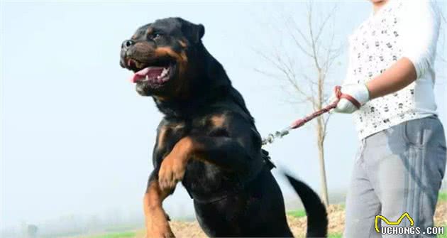 看完罗威纳犬这“六大优势”，真的想养了