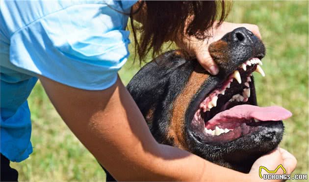 看完罗威纳犬这“六大优势”，真的想养了