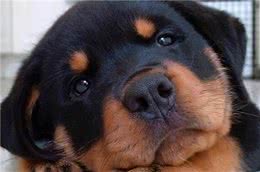 看完罗威纳犬这“六大优势”，真的想养了