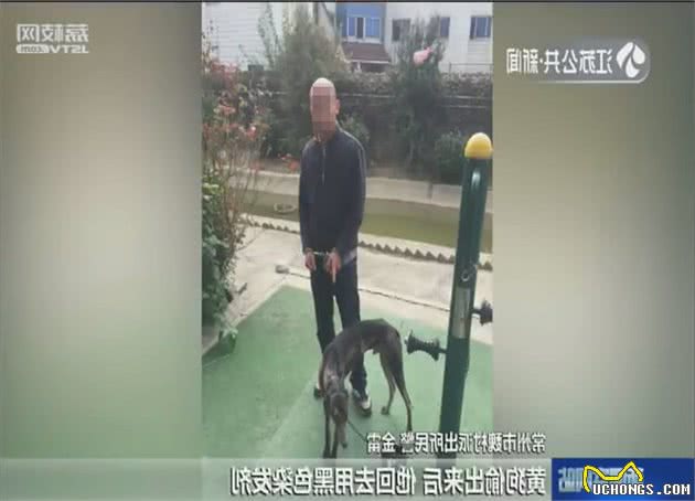 偷了朋友的狗怕被发现他用染发剂把黄狗染成黑狗