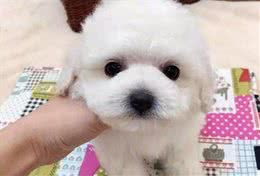 比熊狗粮怎么选？学会这几个方法，你就是专家